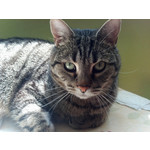 Zdjęcia użytkowników Motorola RAZR Zdjęcia użytkowników Motorola RAZR