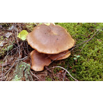 Zdjęcia użytkowników Motorola RAZR Zdjęcia użytkowników Motorola RAZR