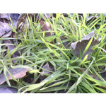 ZDJĘCIA Z TEGO TELEFONU