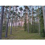 Zdjęcia użytkowników Motorola Edge 50 Neo