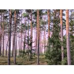 Zdjęcia użytkowników Motorola Edge 50 Neo
