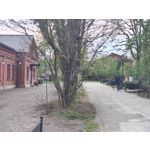 Zdjęcia użytkowników Motorola Edge 50 Pro