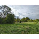 Zdjęcia użytkowników Motorola Edge 50 Pro