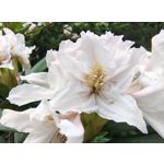 Zdjęcia użytkowników Motorola Edge 50 Pro