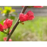 Zdjęcia użytkowników Motorola Edge 50 Pro