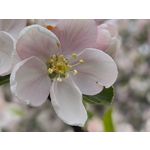 Zdjęcia użytkowników Motorola Edge 50 Pro