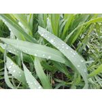 Zdjęcia użytkowników Motorola Edge 50 Pro