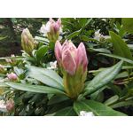 Zdjęcia użytkowników Motorola Edge 50 Pro