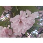 Zdjęcia użytkowników Motorola Edge 50 Pro