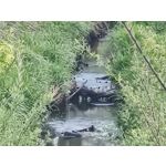 Zdjęcia użytkowników Motorola Edge 50 Pro