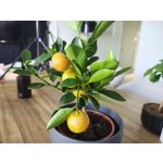 Zdjęcia użytkowników Motorola Edge 50 Pro