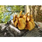 Zdjęcia użytkowników Motorola Edge 50 Pro