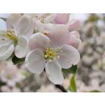 Zdjęcia użytkowników Motorola Edge 50 Pro