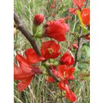 Zdjęcia użytkowników Motorola Edge 50 Pro