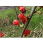 Zdjęcia użytkowników Motorola Edge 50 Pro