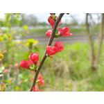 Zdjęcia użytkowników Motorola Edge 50 Pro