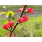 Zdjęcia użytkowników Motorola Edge 50 Pro