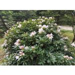 Zdjęcia użytkowników Motorola Edge 50 Pro