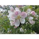 Zdjęcia użytkowników Motorola Edge 50 Pro