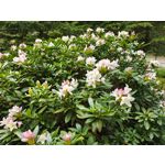 Zdjęcia użytkowników Motorola Edge 50 Pro