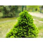 Zdjęcia użytkowników Motorola Edge 50 Pro