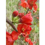 Zdjęcia użytkowników Motorola Edge 50 Pro