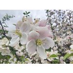 Zdjęcia użytkowników Motorola Edge 50 Pro