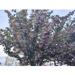 Zdjęcia użytkowników Motorola Edge 50 Pro