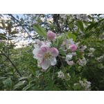 Zdjęcia użytkowników Motorola Edge 50 Pro