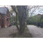 Zdjęcia użytkowników Motorola Edge 50 Pro