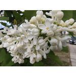 Zdjęcia użytkowników Motorola Edge 50 Pro