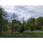 Zdjęcia użytkowników Motorola Edge 50 Pro