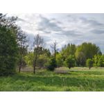 Zdjęcia użytkowników Motorola Edge 50 Pro