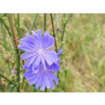 Zdjęcia użytkowników Motorola RAZR 50 Ultra