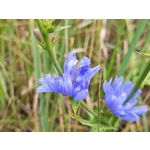 Zdjęcia użytkowników Motorola RAZR 50 Ultra