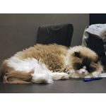 Zdjęcia użytkowników Motorola RAZR 50 Ultra