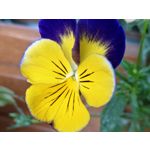 Zdjęcia użytkowników Motorola RAZR 50 Ultra