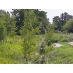 Zdjęcia użytkowników Motorola RAZR 50 Ultra