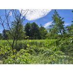 Zdjęcia użytkowników Motorola RAZR 50 Ultra