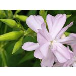 Zdjęcia użytkowników Motorola RAZR 50 Ultra