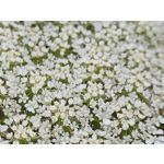 Zdjęcia użytkowników Motorola RAZR 50 Ultra