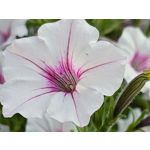 Zdjęcia użytkowników Motorola RAZR 50 Ultra