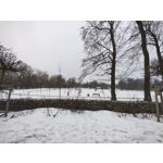 Zdjęcia użytkowników Motorola Signature