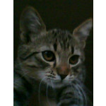 ZDJĘCIA Z TEGO TELEFONU ZDJĘCIA Z TEGO TELEFONU