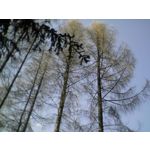 Zdjęcia użytkowników myPhone 7300