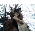 Zdjęcia użytkowników myPhone City XL