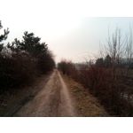 Zdjęcia użytkowników myPhone City XL