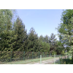 Zdjęcia użytkowników myPhone Fun 2