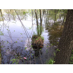 Zdjęcia użytkowników myPhone Fun 2