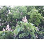 Zdjęcia użytkowników myPhone Fun 2